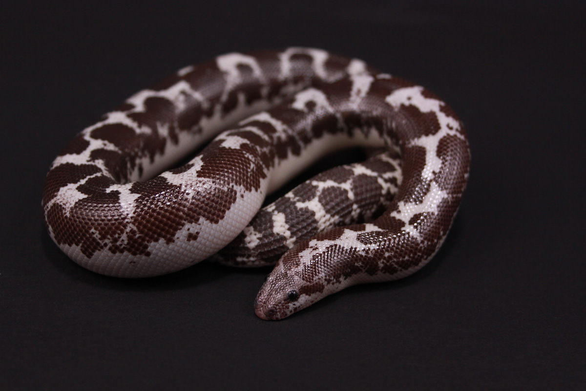 Anery Male 08