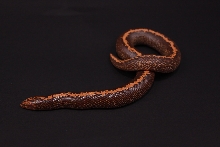 High Orange Stripe Male 08
