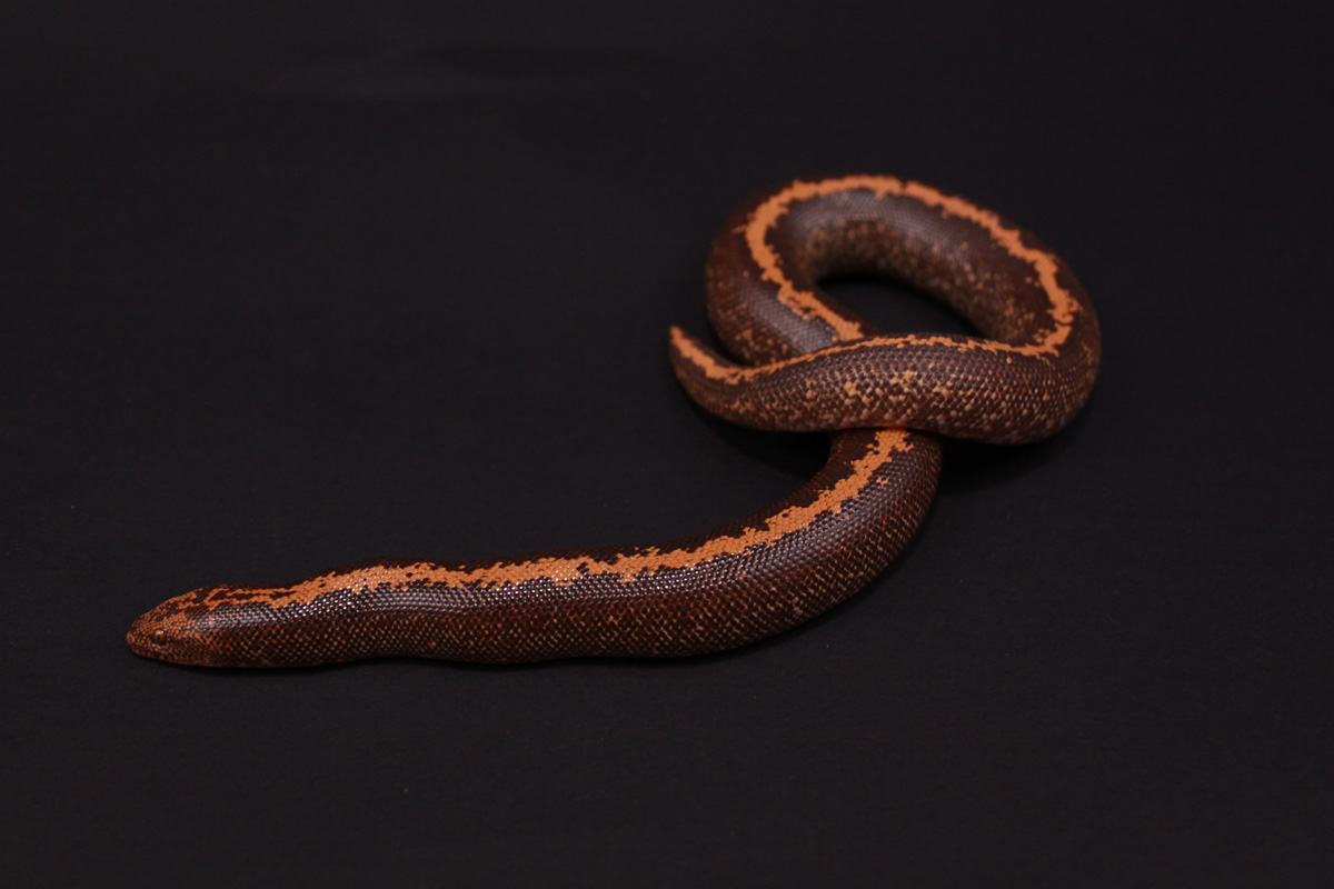 High Orange Stripe Male 08