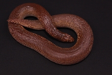 Rufescen 100% Male 08