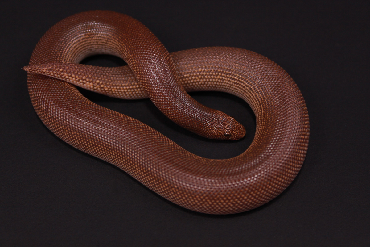 Rufescen 100% Male 08