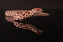 Western Hognose Red Phase