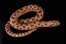 Western Hognose Het Albino
