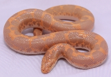 Albino 1.0 born 2008