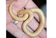 Albino Female