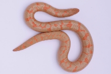 Albino Male