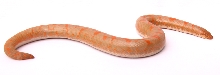 Albino Male