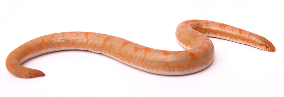 Albino Male