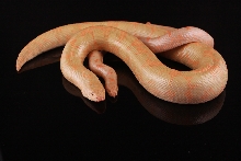 Adult Albino Pair