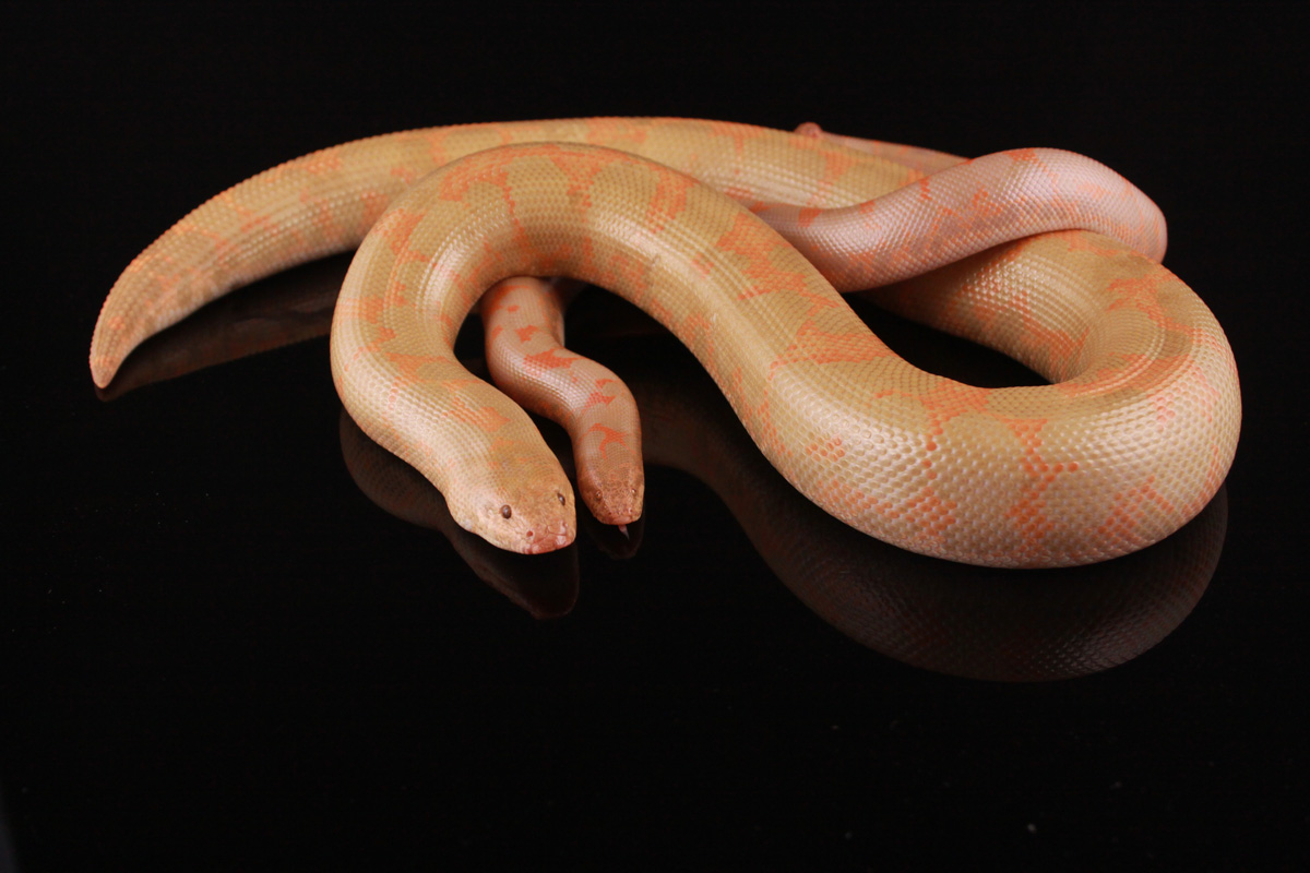 Adult Albino Pair