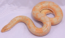Albino Splash 0.1 born 2009