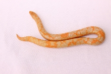 Albino Splash 0.1 East African Sand Boa