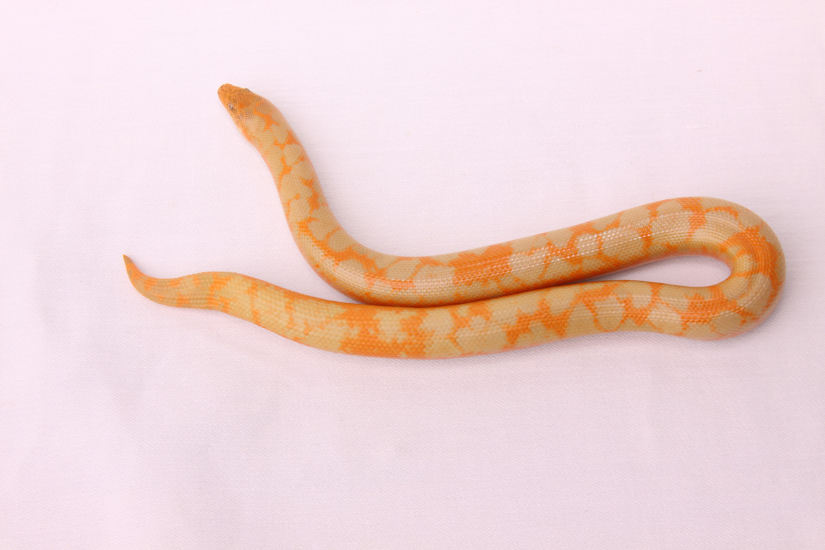 Albino Splash 0.1 East African Sand Boa