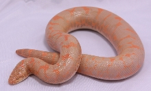 Albino het Anery born 2007
