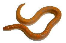 Albino Male 09