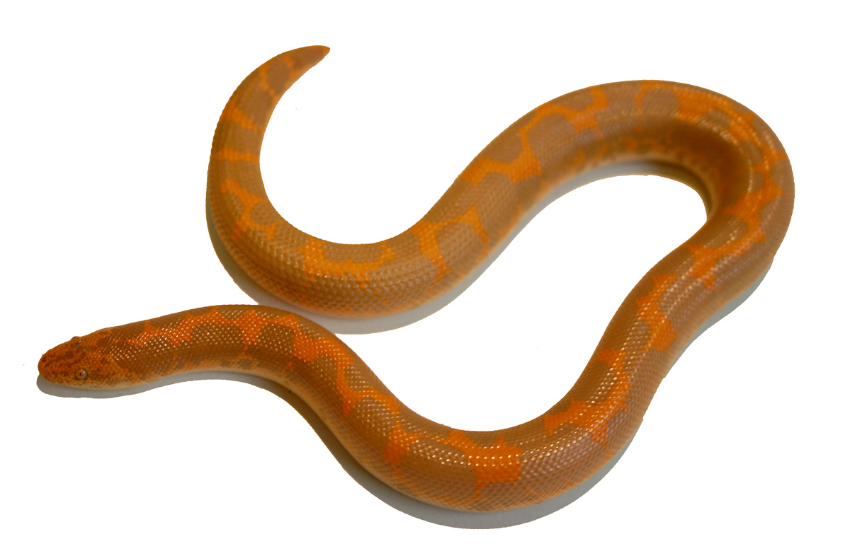 Albino Male 09