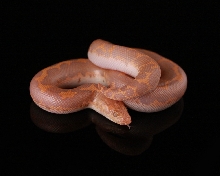 Albino Lavender Female