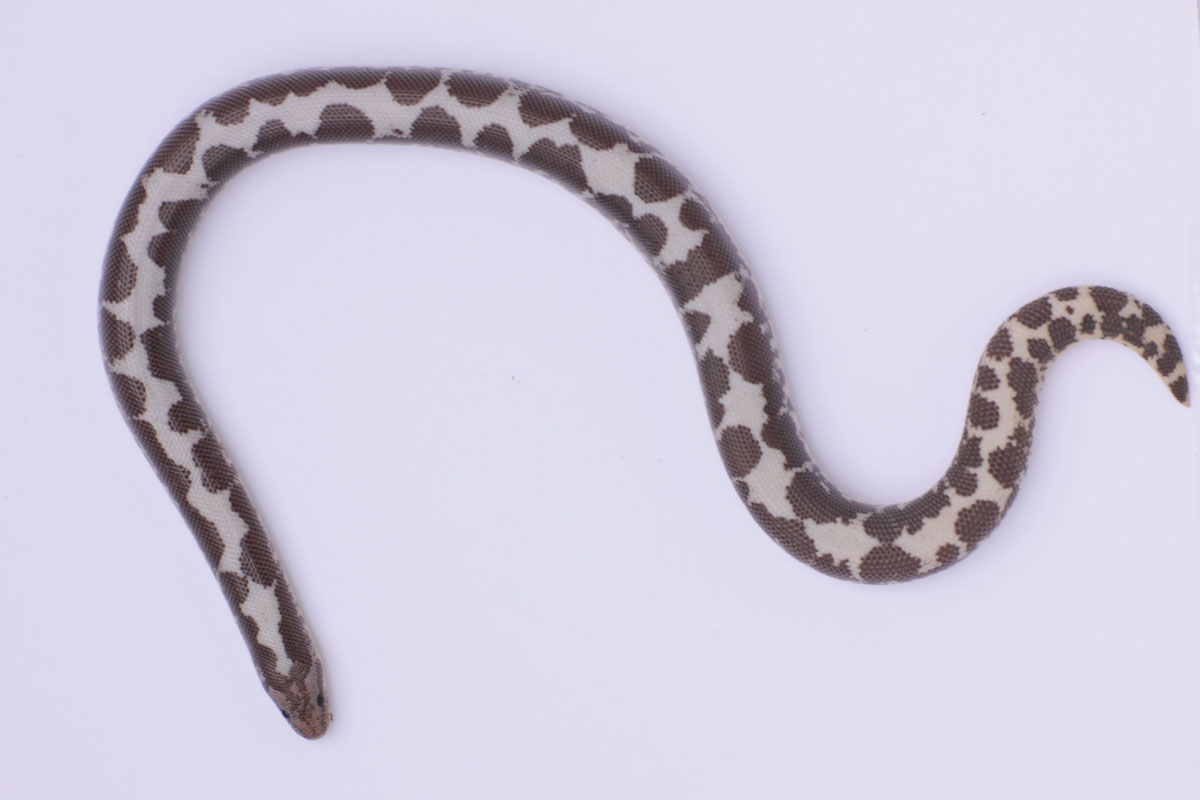 Anery Male