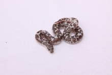 Anery Splash 1.0 East African Sand Boa