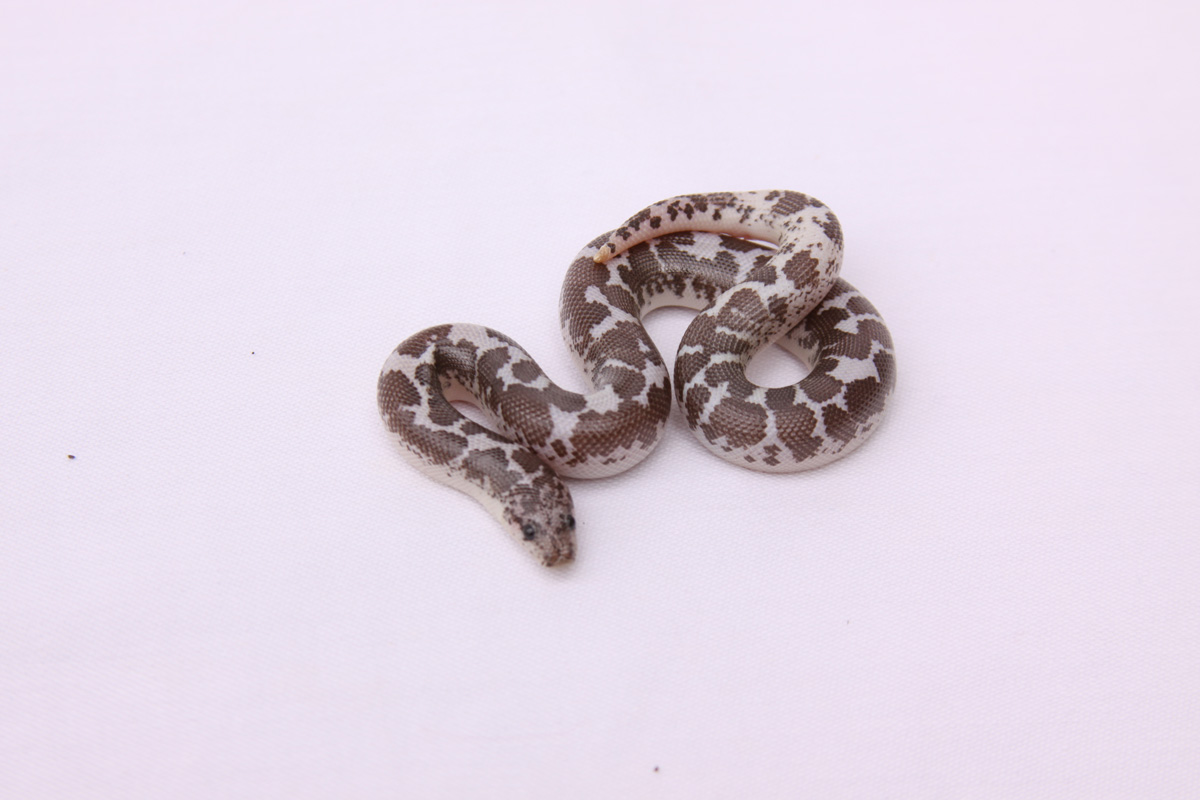 Anery Splash 1.0 East African Sand Boa