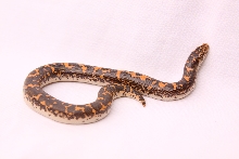 Bengal Tiger East African Sand Boa
