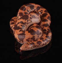 Dodoma Male