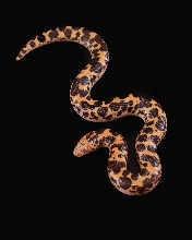 Dodoma Patterned Super Flame