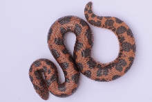 75% Dodoma Female