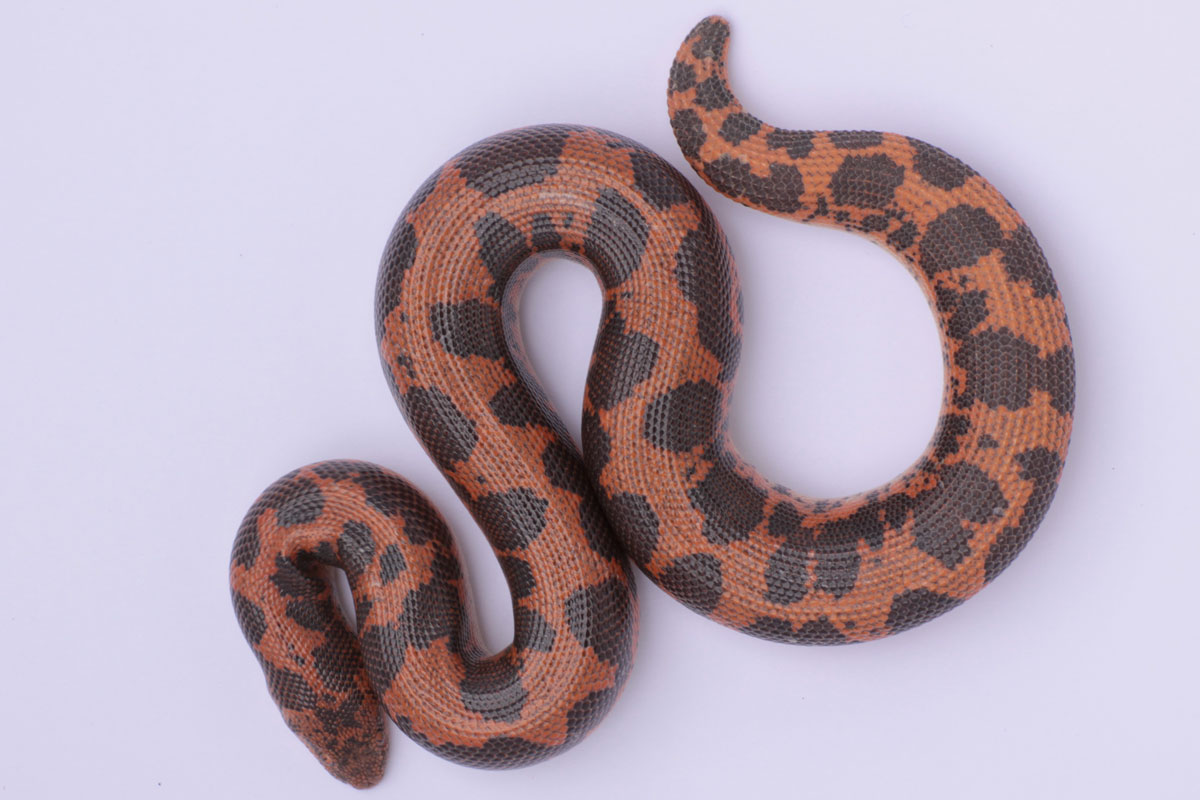 75% Dodoma Female