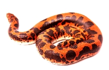 Dodoma 66% Het Albino