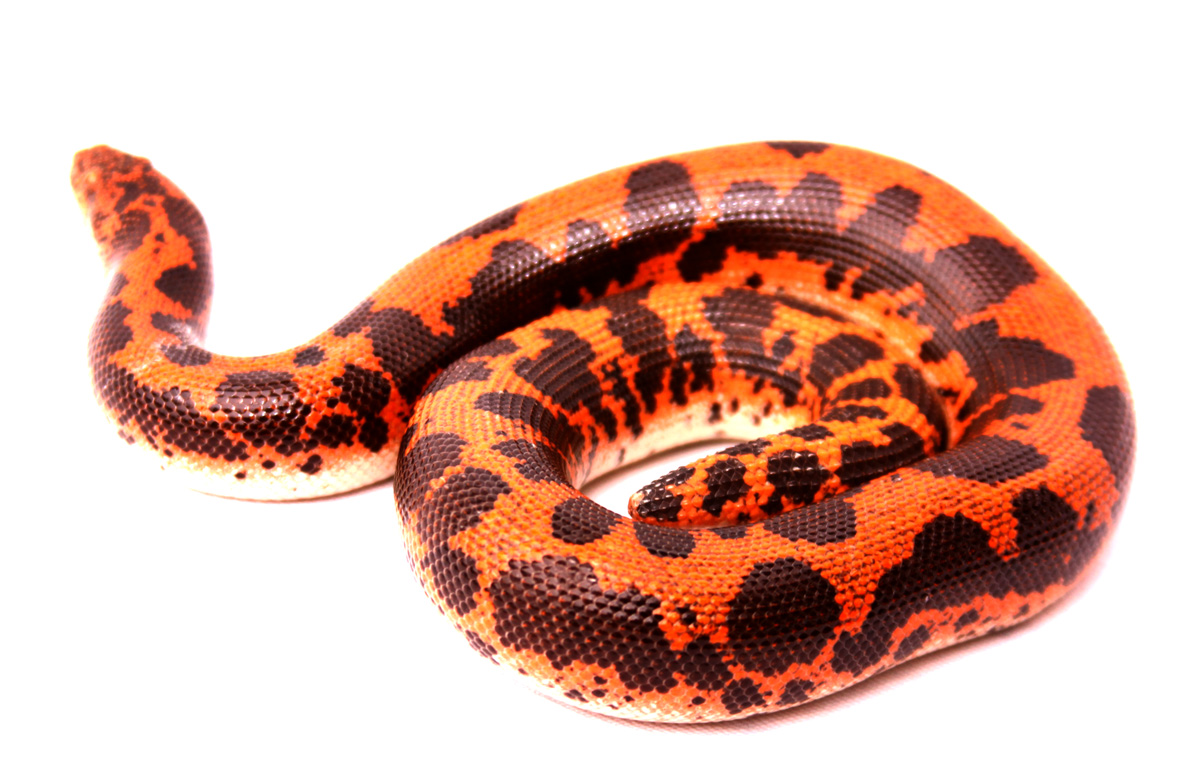 Dodoma 66% Het Albino