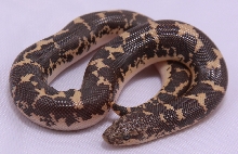 Egyptian 1.0 born 2009