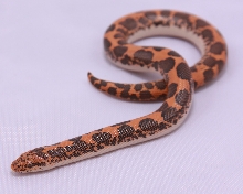 High Orange Normal born 2009 (from Miller line)
