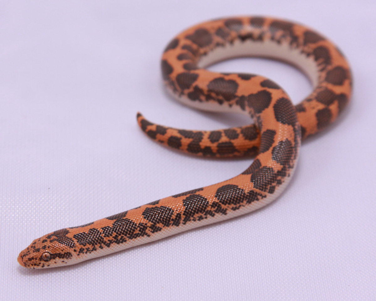 High Orange Normal born 2009 (from Miller line)