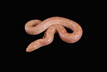 Albino Female 2009 SP 0.1