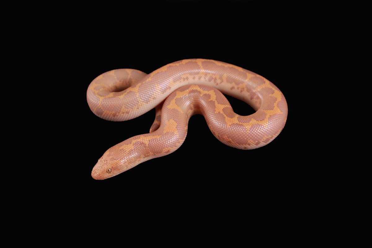 Albino Female 2009 SP 0.1