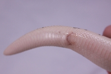 Male Anery Vent3