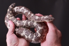 Anery Male Biggest Ever 460 Grams
