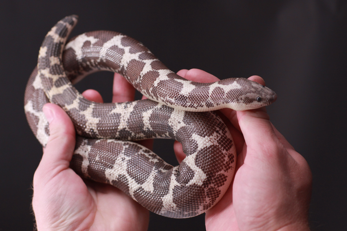 Anery Male Biggest Ever 460 Grams