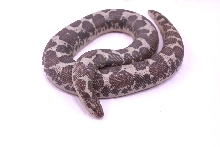 Male Anery Kenyan 460 Grams !!