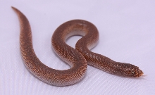 Rufescen 0.1 born 2009 (from Miller line)