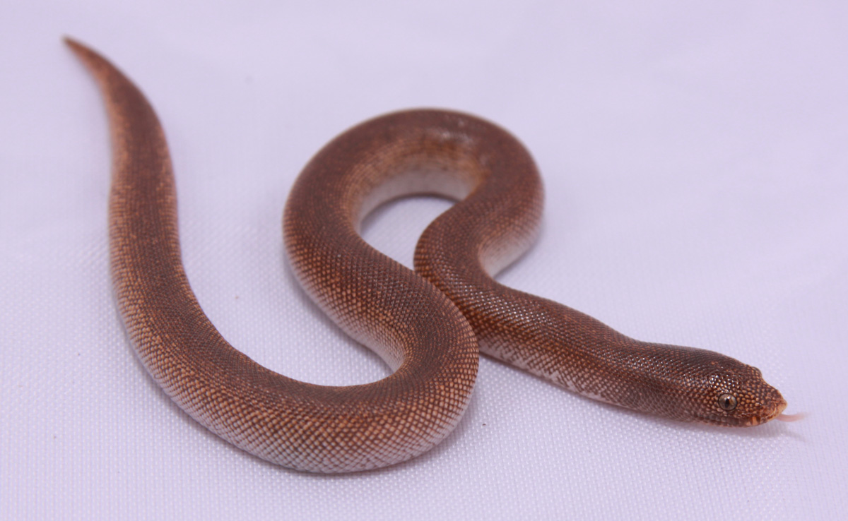 Rufescen 0.1 born 2009 (from Miller line)