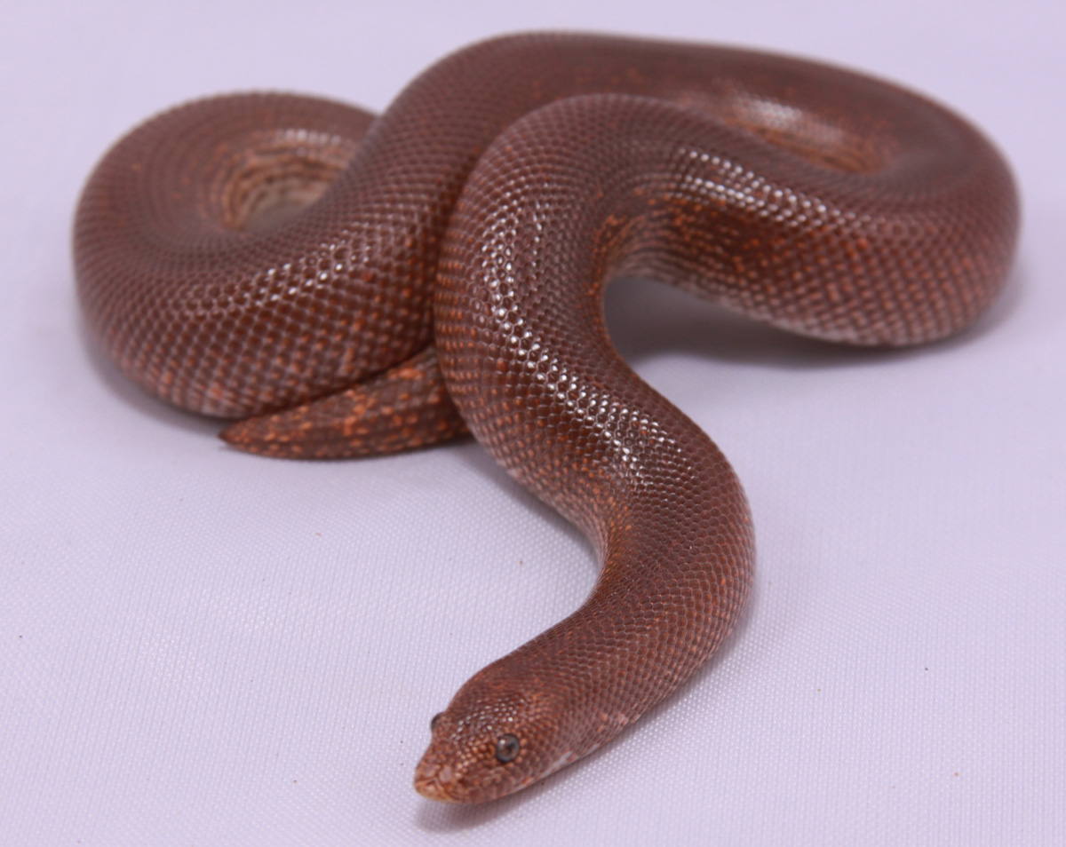 Rufescen 1.0 born 2007