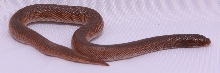 Rufescen 1.0 born 2009 (from Miller line)
