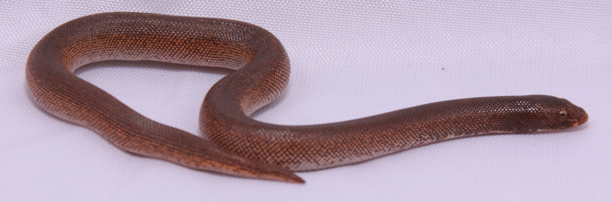 Rufescen 1.0 born 2009 (from Miller line)