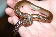 '09 Male 100% Rufescen