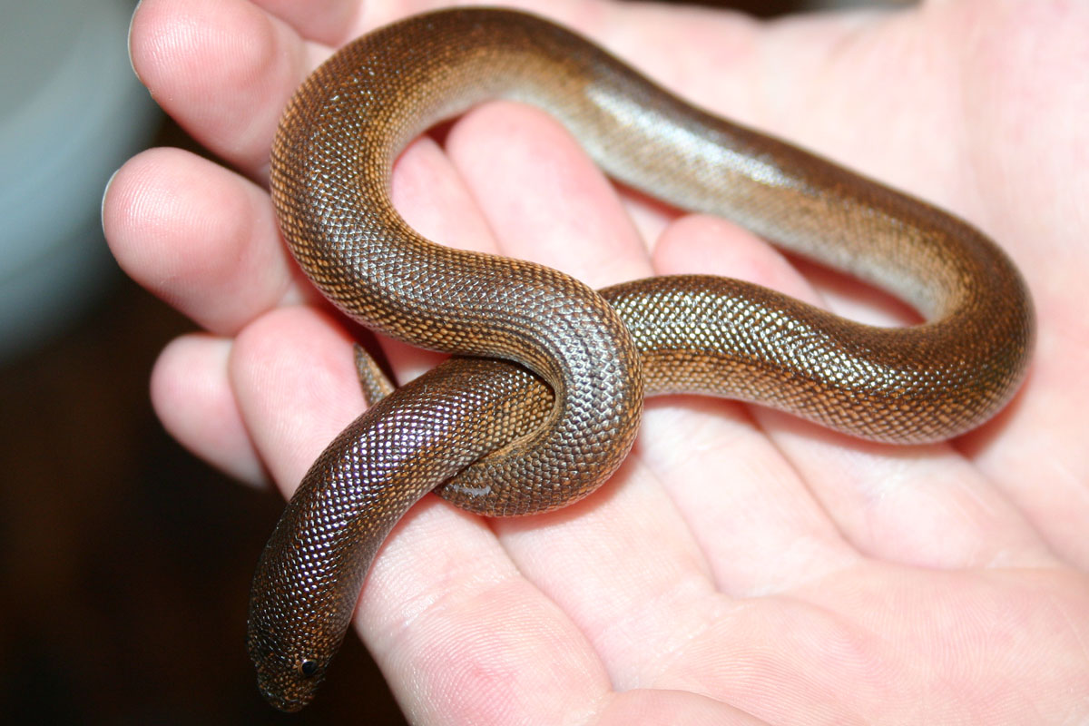 '09 Male 100% Rufescen