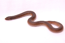 Rufescen 100% Male