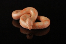 Albino Splash 1