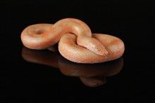 Albino Splash 2